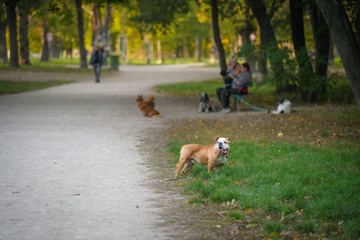 pies spaceruje bez smyczy w parku dookoła różni ludzie i słoneczna pogoda.